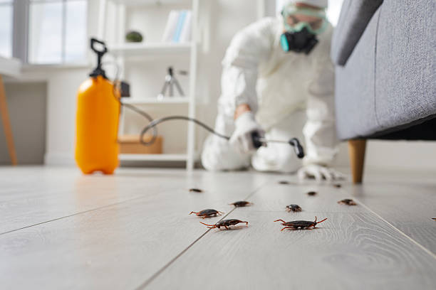 Post-Treatment Bed Bug Interceptor Monitoring in West Hill